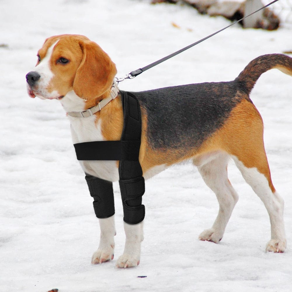 A beagle wearing an adjustable carpal joint brace on its front leg for joint stabilization.